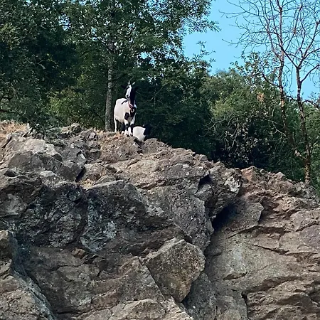 D'hote Celeste * Le Boupère