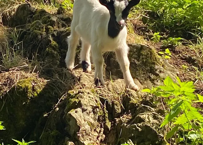 D'hote Celeste بيت ضيافة